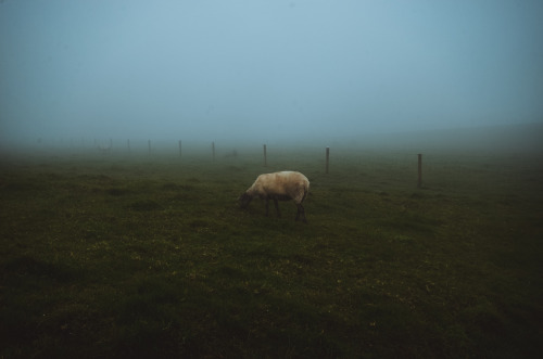 carpe-noctvm: A foggy morning by the Cliffs of Moher, Ireland / 2017