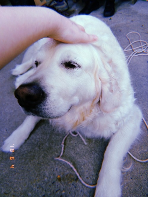 handsomedogs:golden hour golden retriver