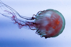 mooonjellies:     Photos by Lito  