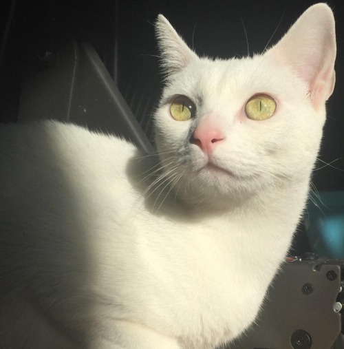 kouaoi:I’m always writing in my tags about my baby cats but I’ve never posted them all so here they 