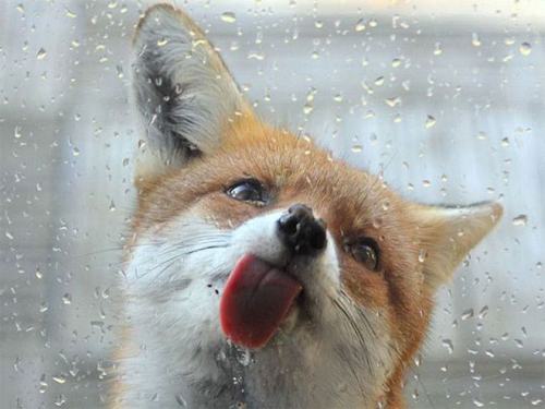 Porn photo pleatedjeans:  29 Animals Adorably Licking