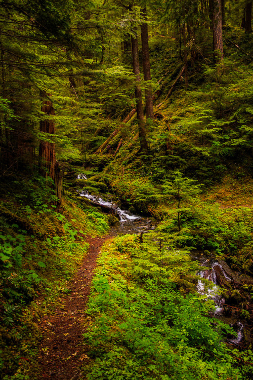 nature-hiking:Paths of Olympic Park 16-20/? - Olympic National Park, WA, June 2017photo by nature-hi