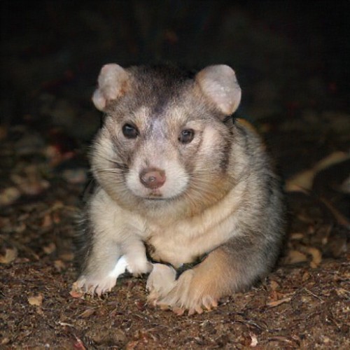 species-ambiguous mammals from ganbreeder