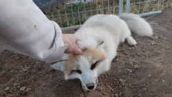 foxesarethebestanimals:  It’s been some time but I got to see the beloved Juno, the fluffy sweet foxy, her winter coat coming in nicely and just being an absolute beautiful little bundle of joy. I missed her and she was just so happy to see me :D 