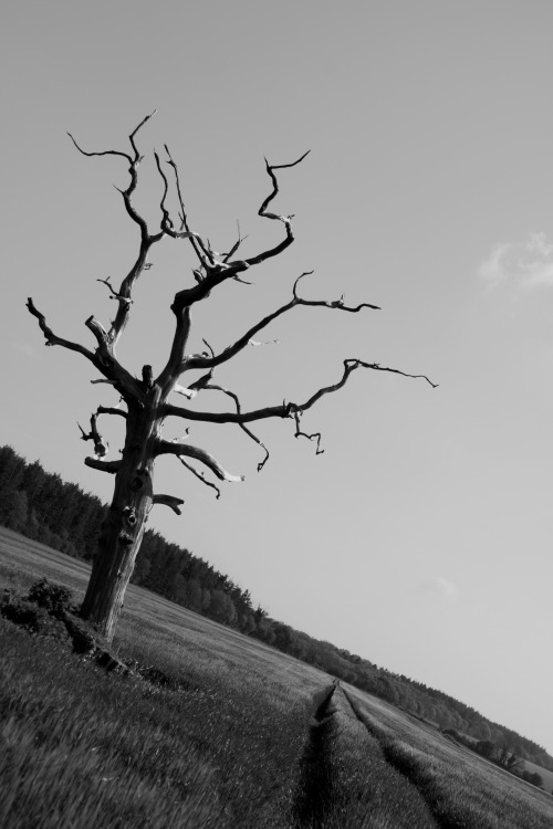 Lightening Tree (Dorset, 2016)