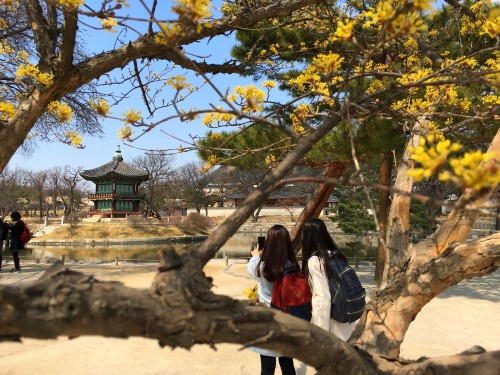 Spring colors at Gyeongbokgung Palace in the form of Cornelian cherry trees (a.k.a. sansuyu) an