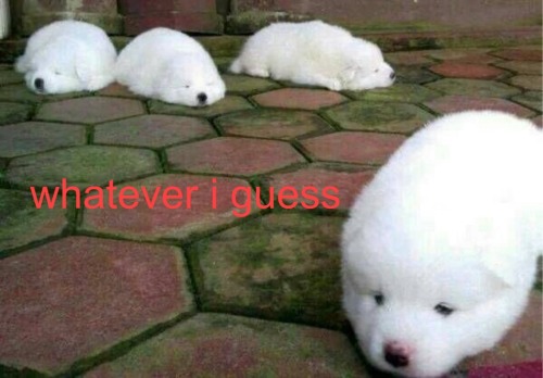 Presenting: A Series Of Various Dog Related Images