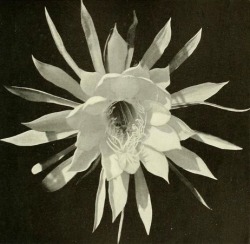 nemfrog:  nemfrog:Night-blooming cactus flower. Marvels of the universe. Part IX. January 23, 1912. Year in review, 2016.