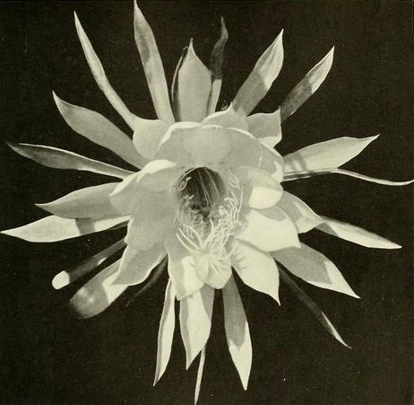 nemfrog:Night-blooming cactus flower. Marvels of the universe. Part IX. January 23, 1912.