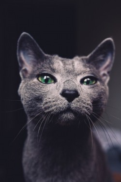 superbnature:  Hi by jiriostrizek http://ift.tt/1nEpF0z  Feline = grace