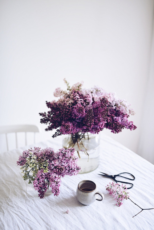 floralls:Lilac by Dominika Brudny