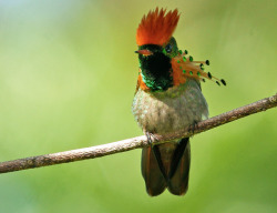 birdsbirds:  suchsmallhands:  birdsbirds:  deermary:  Tufted Coquette (Lophornis ornatus) of eastern Venezuela, Trinidad, Guiana and northern Brazil.  This bird should not be allowed.  This bird should be allowed EVERYWHERE, ALL THE TIME.  Yeah, actually,