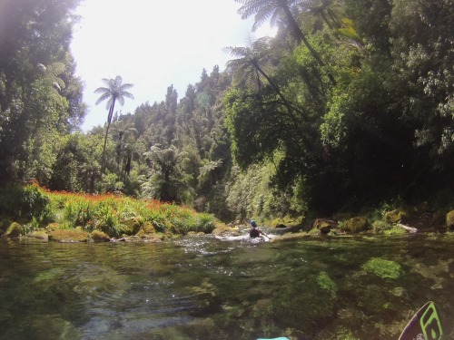 Paddled the most amazing river on the planet on Saturday! Waiari Gorge is spring fed and so clean yo