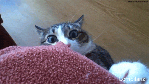 Silly Cat Cat Meme Face GIF - Silly cat Cat meme face Cat shocked -  Discover & Share GIFs