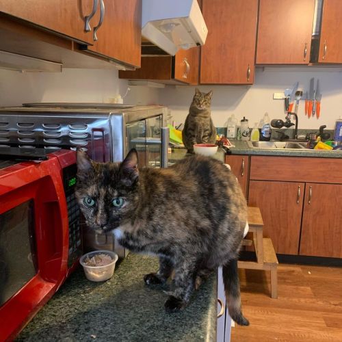 Mister stalking Zot while she eats her wet food he’s not allowed to have cuZ he’s a fatty fat cat. #