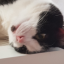 ventiboop