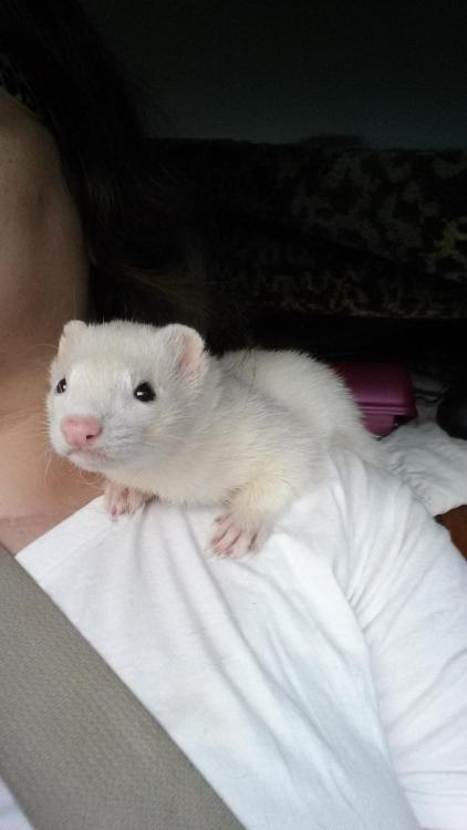 awwww-cute:  My co pilot on my last road trip (Source: http://ift.tt/1PEPsCB)