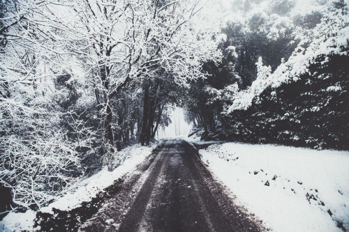 elenamorelli:  { the road and the trees and the snow } 