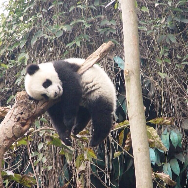 It would be so nice to just doze off to sleep like this guy&hellip; #panda #cute