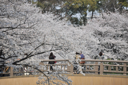 Porn photo japan-overload:  by  Kazushige Tanase  يا