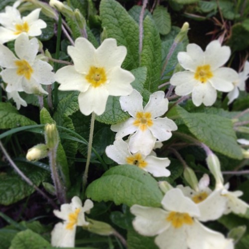 Primroses brighten up a grey day #Signsofspring #primrose #flower