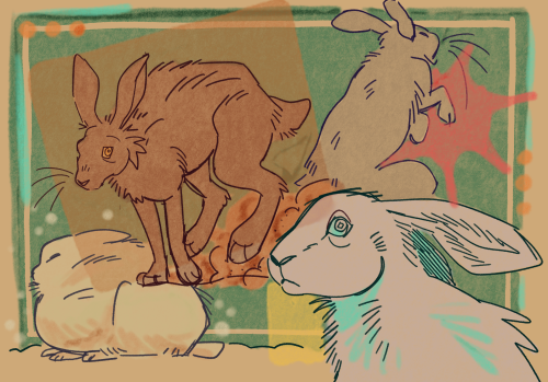 A digital sketch page featuring several drawings of stylized hares. The page is colorful, with textured brushes and framing shapes in the background.