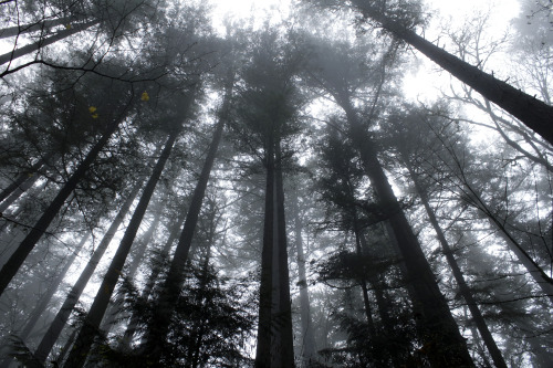 kristamaxinephoto: Looking UpPortland, OregonDecember 2015 Website