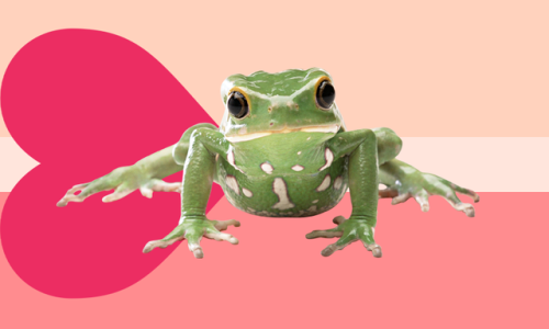 yourfavelovesyouunconditionally: ALL FROGS loves you unconditionally !