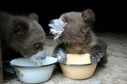 awwww-cute:  Baby bears drink milk out of a bowl for the first time (Source: http://ift.tt/1Mg2Kkn) 