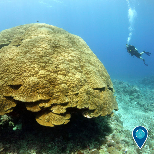 noaasanctuaries:Take a peek inside the “Valley of the Giants” to see “Big Momma” a coral head that i