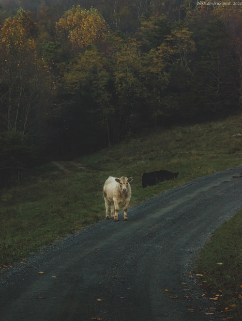 somewhere in the Shenandoah mountains.Crozet, Virginia