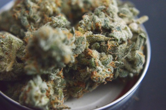 alkaloid:🐑 Lamb’s Breath (Sativa adult photos