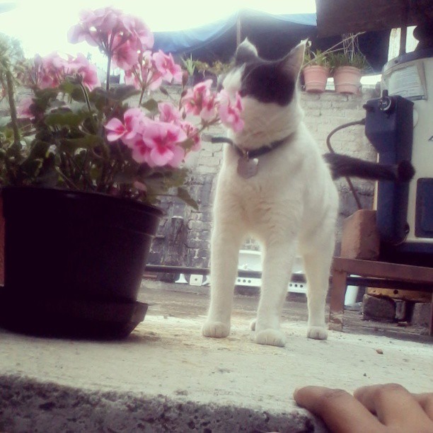 drasickmalteda:  #cat 