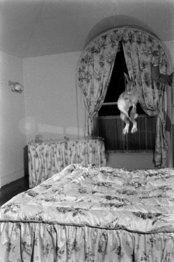 Carl Mydans - Horace The Irish Hare In Midair, 1956.