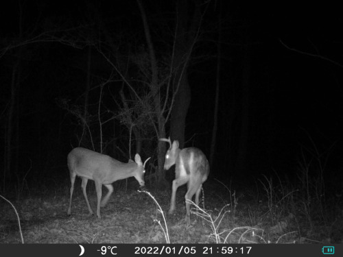 Spike Buck VS One Antler BuckWho will win?? 