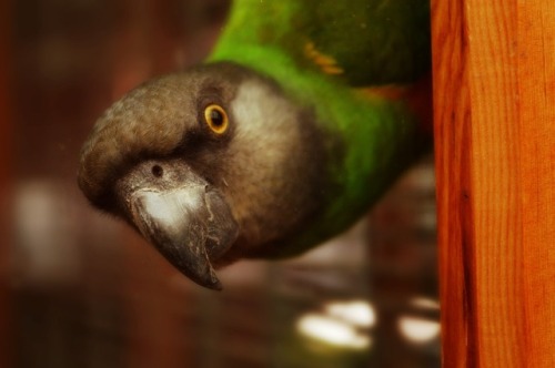 mintthebird: narcoticlens:Cutiepie!  love these pics  thank you