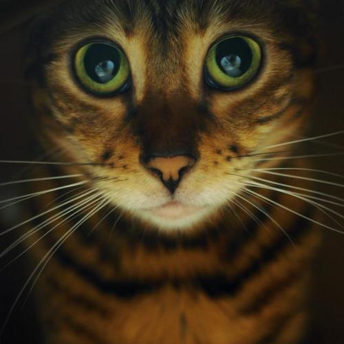 awwww-cute:  When the night comes my cat looks like this (Source: http://ift.tt/2m7cElg)