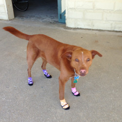 awwww-cute:  My friend’s dog was having some skin allergy problems with her feet, so we fitted her with baby socks 