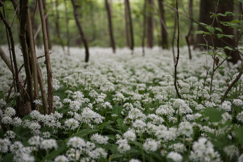 smelly fields of white deep in the forest by florianpainke on Flickr.