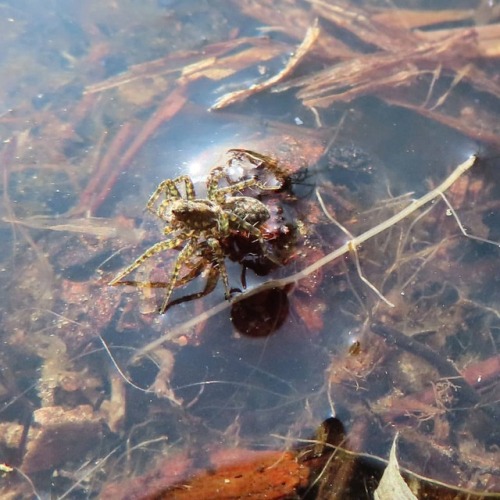 Water spood ❤️ #spider #spider_house_gallery #fang_gang #spiderlove #waterspider #паук #водянойпаук