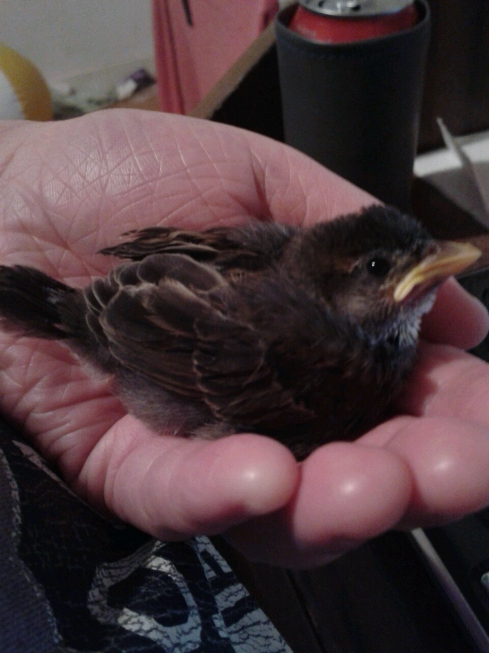 kazzythegreat:  Our little baby sparrow, from the day we took him in to about two