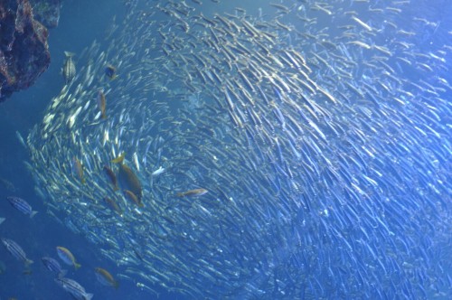 Kyoto Aquarium, Japan