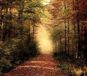 Autumn Forest, Rhon Mountains, Germany