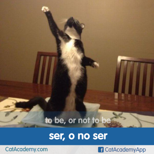 ¡Esa es la cuestión! (Round of applause for Shakespeare cat, por favor.)http://is.gd/Cat_Spanish