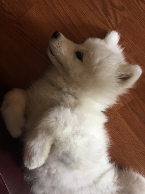 neothesamoyed:Sometimes when he’s just waking up or is about to sleep, he just lays there star