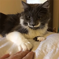 reneeisalright:  can i say that i love it when cats do the hand thing 