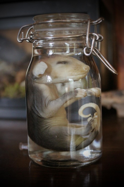 forestgoddesscreations:thehedgewitchemporium:Infant Opossum Wet Specimen, more details in my sho