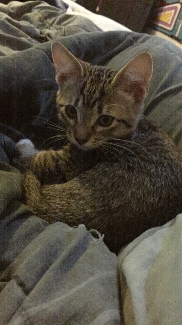 unflatteringcatselfies:  This is Sasha Grey (yes after the porn star) and we’re