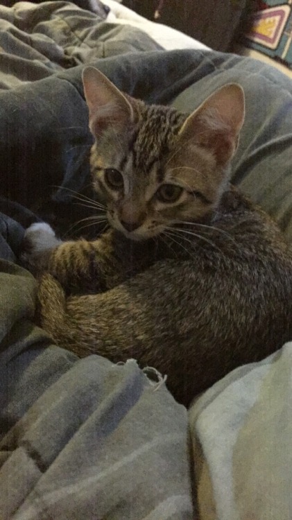 unflatteringcatselfies:  This is Sasha Grey (yes after the porn star) and we’re pretty sure she’s actually a raccoon.