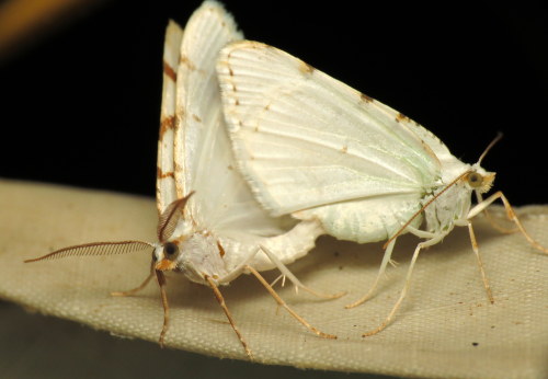 coolbugs: Bug of the DayNo shame.(lesser maple spanworm moths, Macaria {Speranza} pustularia)